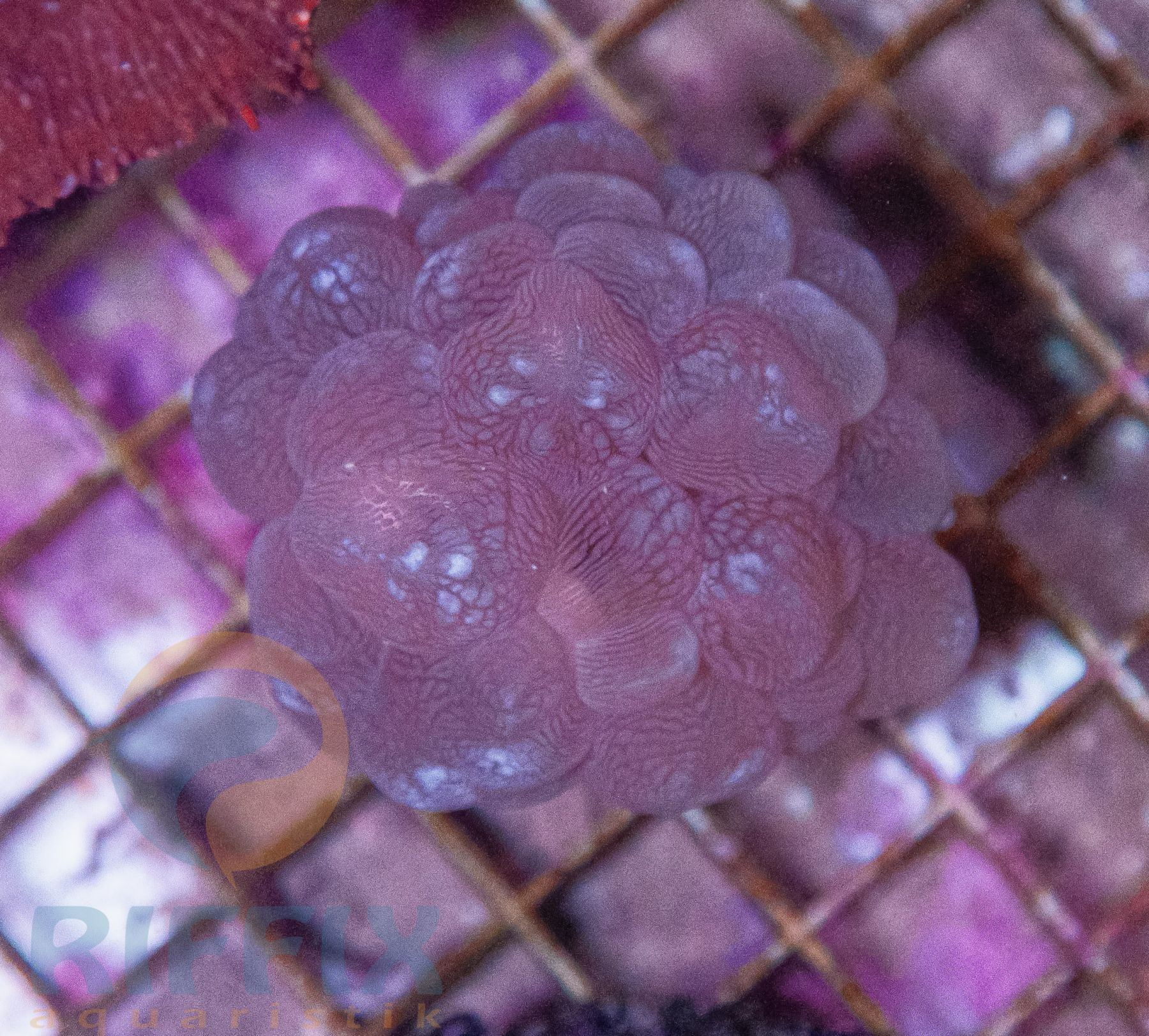 Plerogyra sinuosa - Blasenkoralle